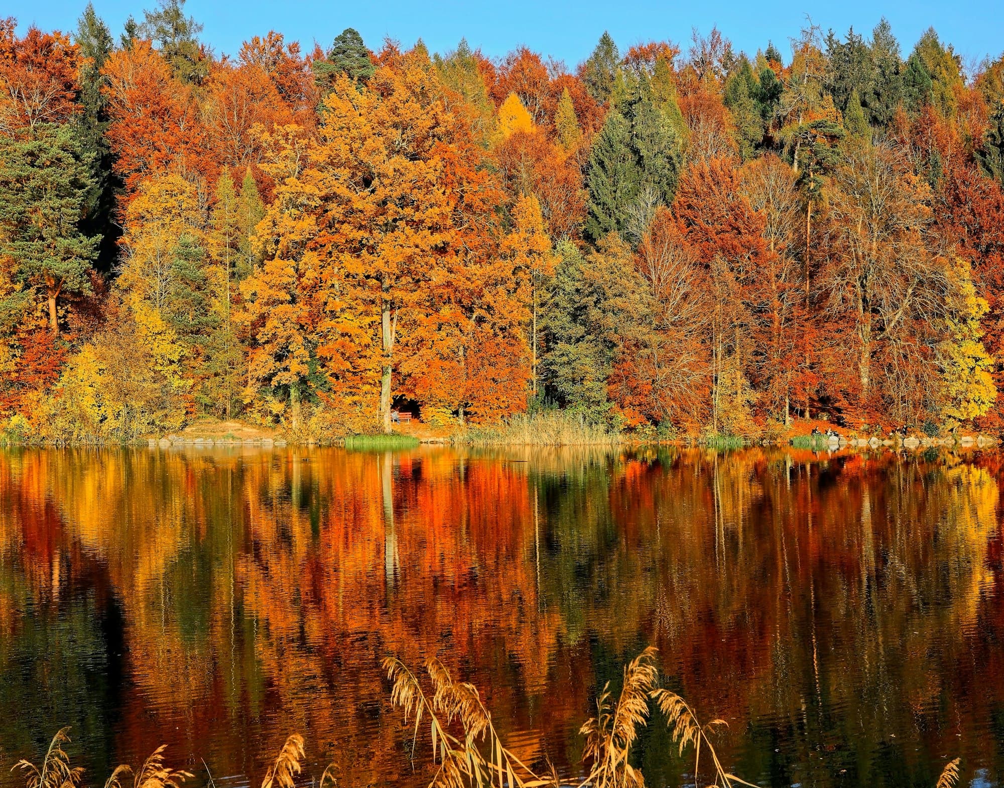 Herbstlicher Buchenwald in der Feldberger Seenlandschaft